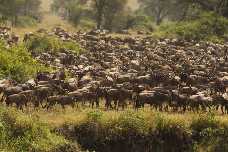 Calving Season Safari
